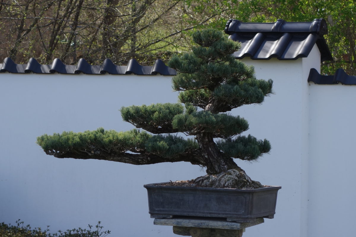 bonsai glücksbaum BESPORTBLE Chinesische Geldbaum Bonsai Glücksbaum Deko Feng Shui Baum –  techstudio.ch